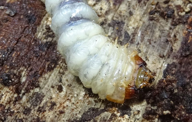 larva di Cerambicidae